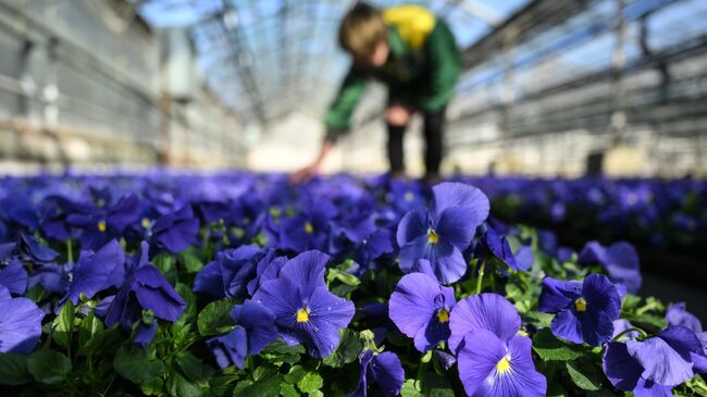 Выращивание цветов виолы для высаживания в городские клумбы
