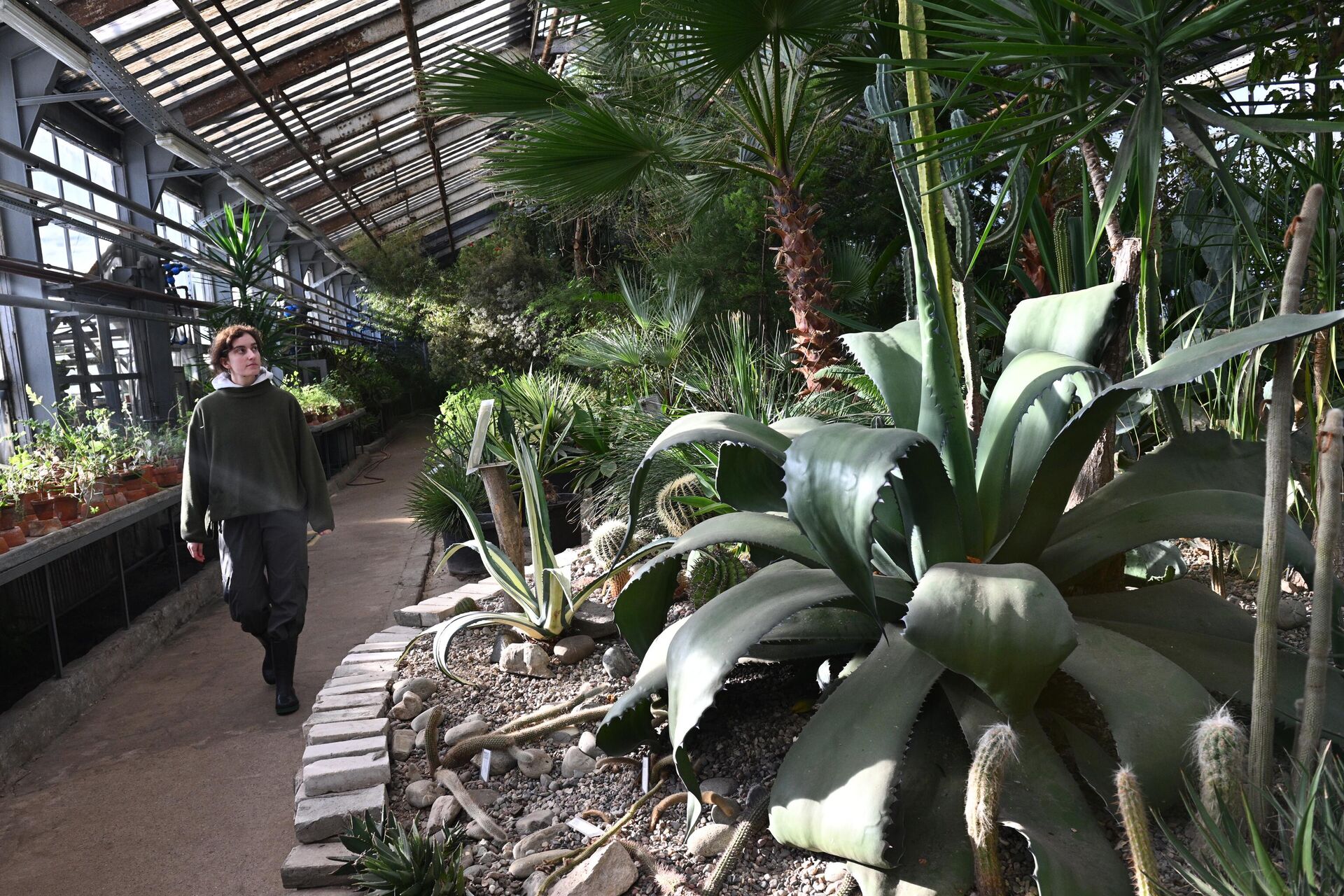 Главный ботанический сад имени Н.В. Цицина Российской академии наук в Москве - РИА Новости, 1920, 11.04.2025