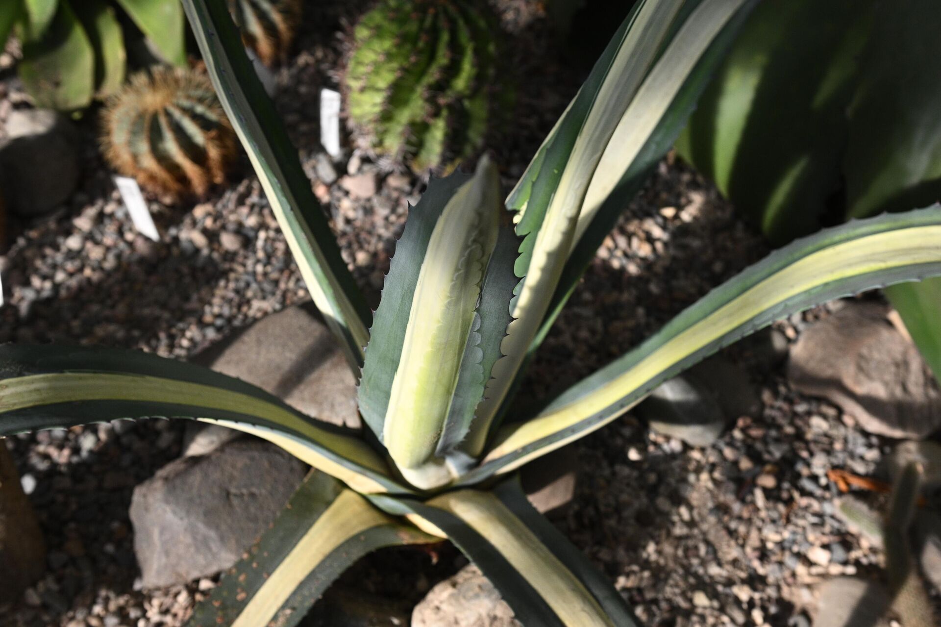 Главный ботанический сад имени Н.В. Цицина Российской академии наук в Москве - РИА Новости, 1920, 11.04.2025