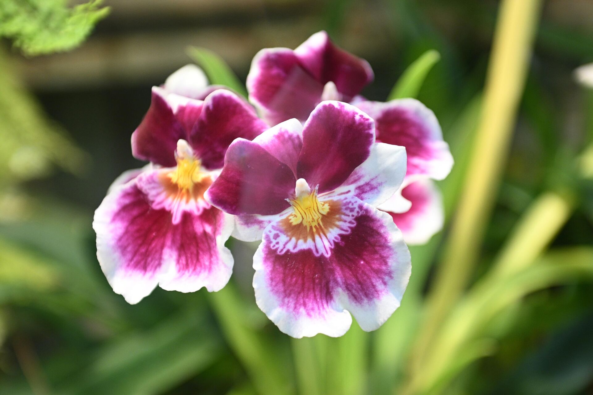 Главный ботанический сад имени Н.В. Цицина Российской академии наук в Москве - РИА Новости, 1920, 11.04.2025