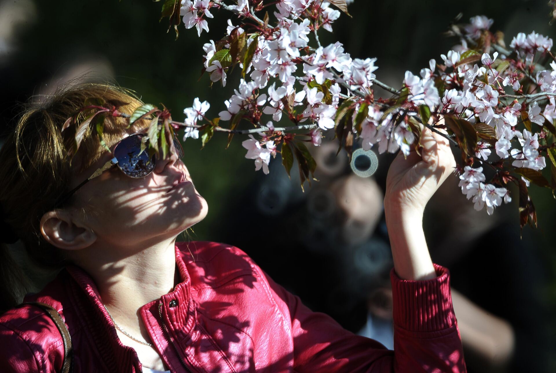 Девушка наблюдает за цветением сакуры в Главном ботаническом саду имени Н.В.Цицина Российской академии наук (РАН) в Москве - РИА Новости, 1920, 11.04.2025