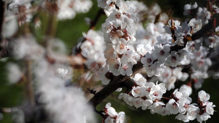Ветвь цветущей сакуры в Главном ботаническом саду имени Н.В.Цицина Российской академии наук (РАН) в Москве