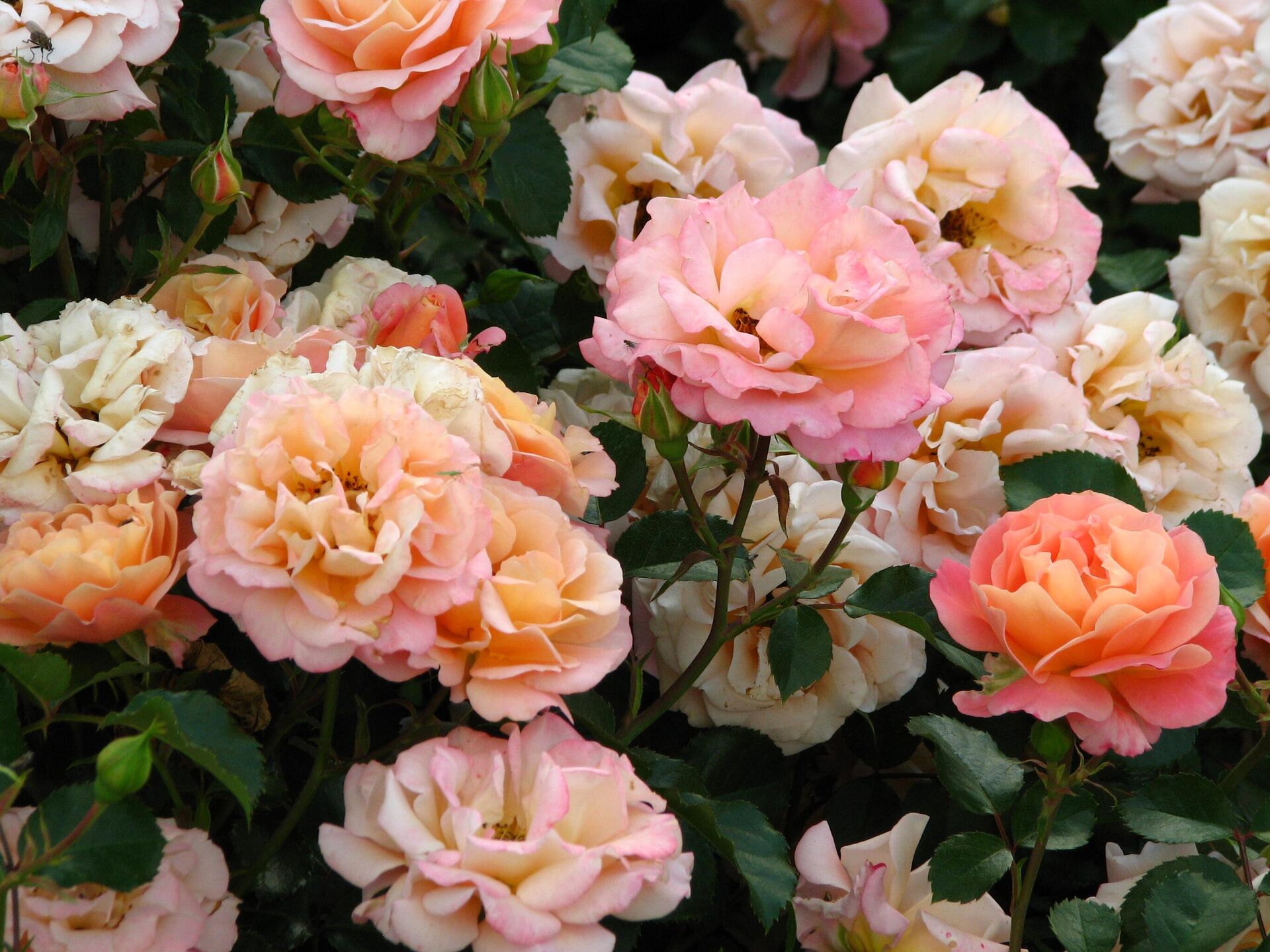 Роза Cubana (Kordes, 2001) из коллекции Главного ботанического сада РАН (Розарий) в Москве - РИА Новости, 1920, 11.04.2025