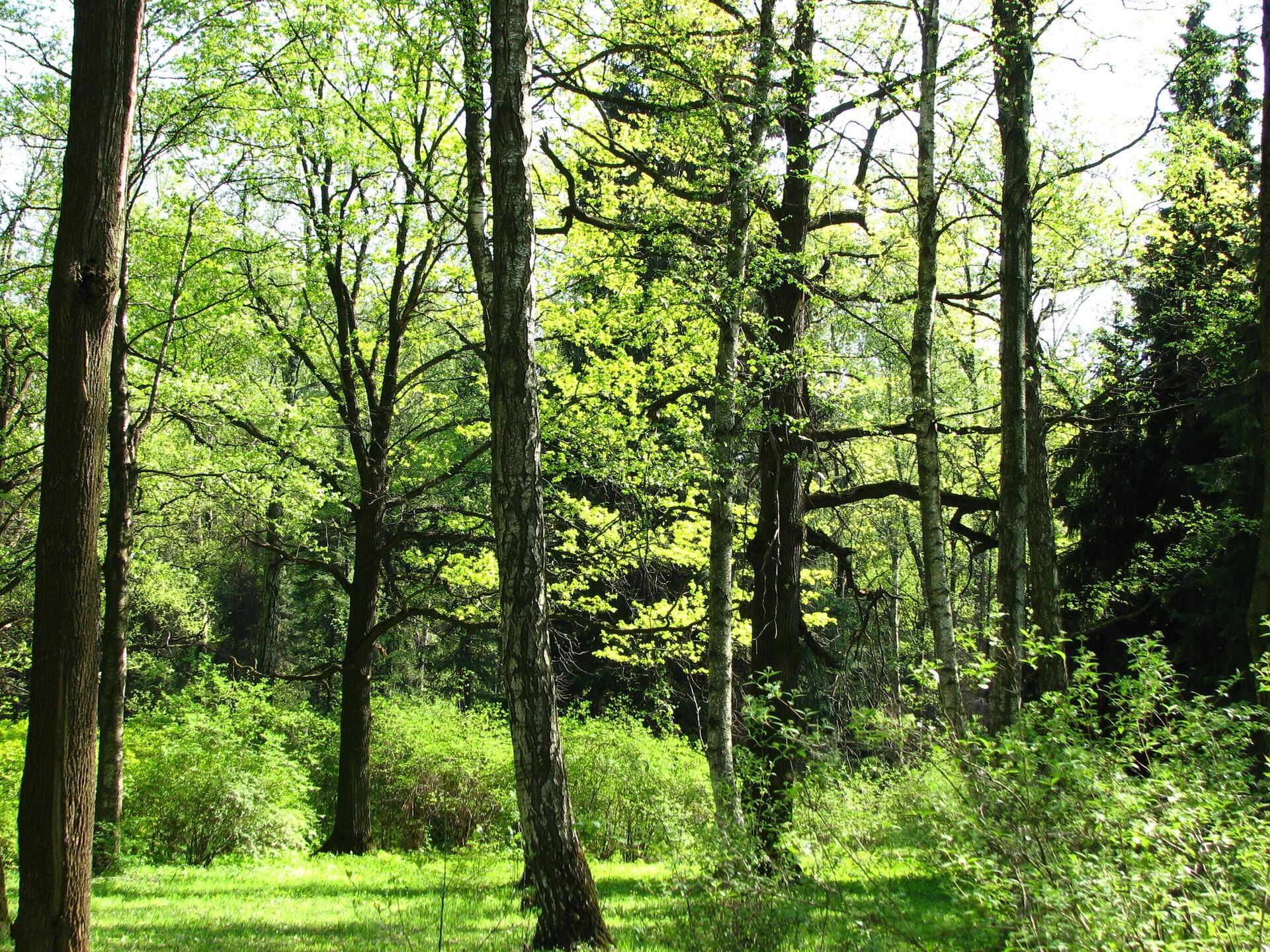 Дендропарк в Главном ботаническом саду РАН в Москве - РИА Новости, 1920, 11.04.2025