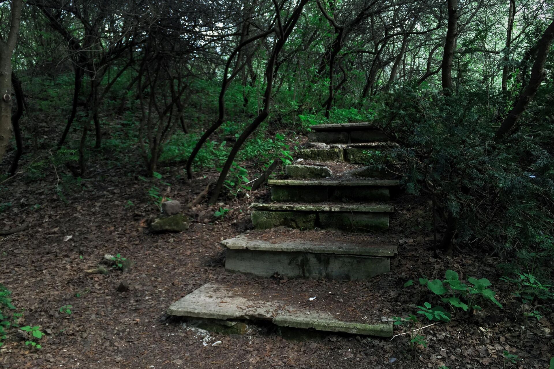 Территория Главного ботанического сада имени Н.В. Цицина Российской академии наук в Москве - РИА Новости, 1920, 11.04.2025