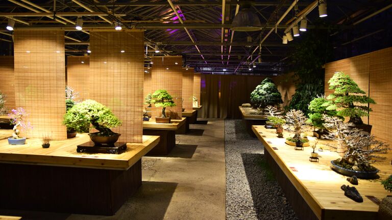 Выставка бонсай в Главном ботаническом саду им. Н.В. Цицина