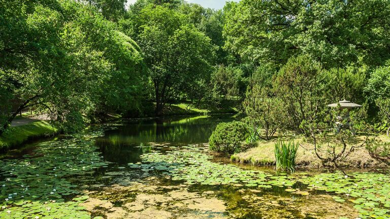 Главный ботанический сад им. Н.В. Цицина, выставка Японский сад