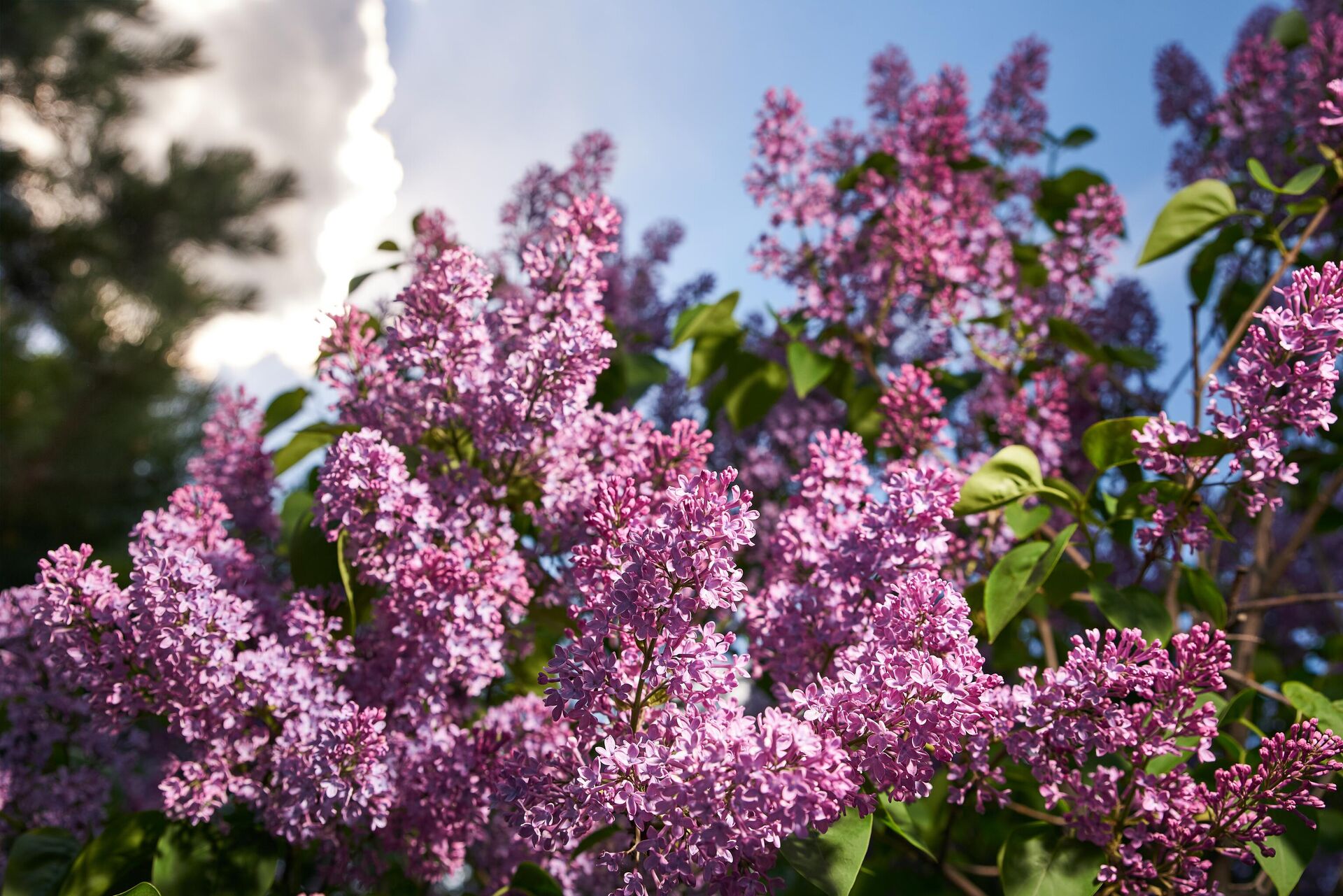 Цветущая сирень в ботаническом саду - РИА Новости, 1920, 11.04.2025