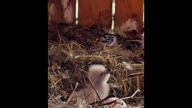 Птенец белоголового орлана в ростовском парке Малинки