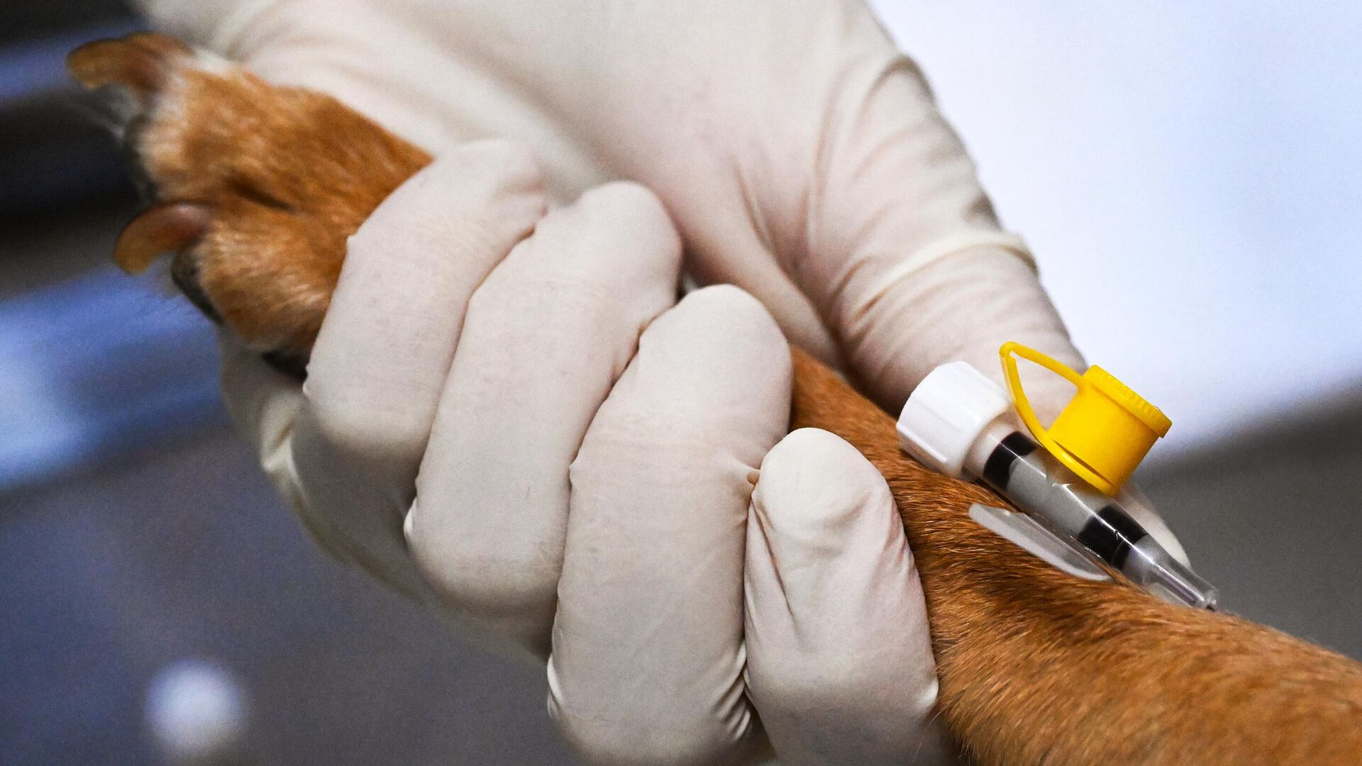 Работа ветеринарной клиники - РИА Новости, 1920, 08.10.2025