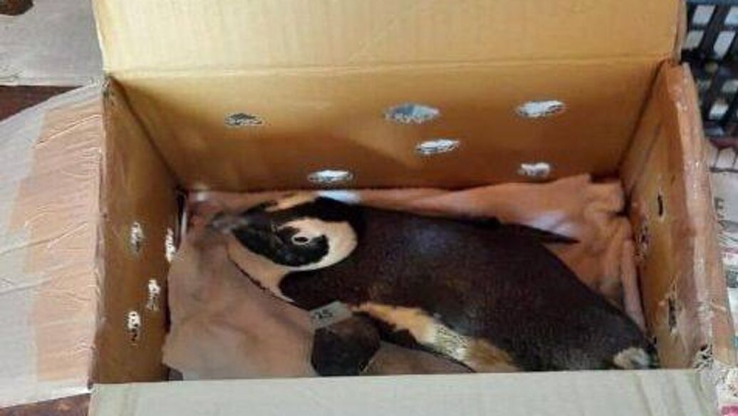 © Фото :  соцсети<br>Пингвин стал причиной крушения вертолета в ЮАР