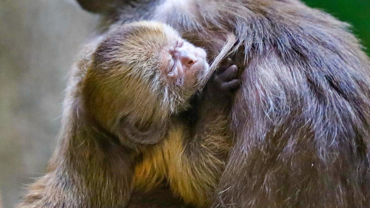 Детеныш краснокнижного капуцина-плаксы родился в Московском зоопарке - РИА Новости, 1920, 13.04.2025