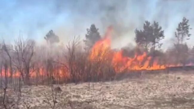 Пожар в районе СНТ Ромашкино в Липецкой области. Кадр видео