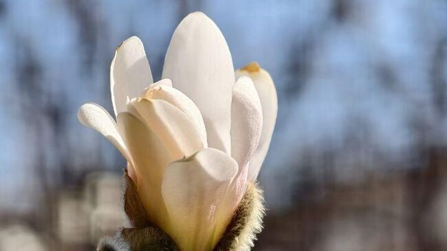 Первые магнолии расцвели в Ботаническом саду МГУ Аптекарский огород 