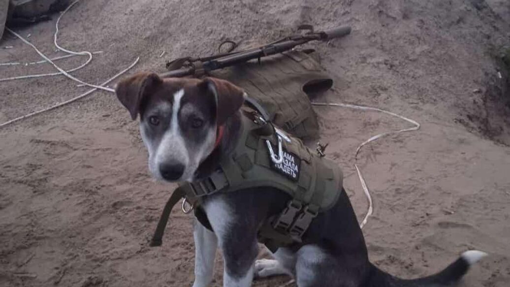 Собака, которая провела бойцов через минные поля, получила "Лохматый Оскар"