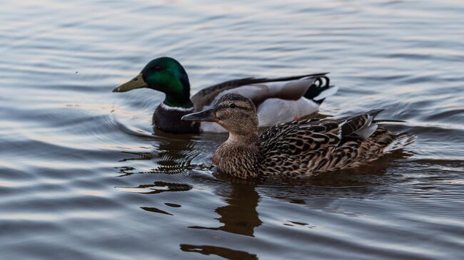 Утки в Строгинском заливе в Москве