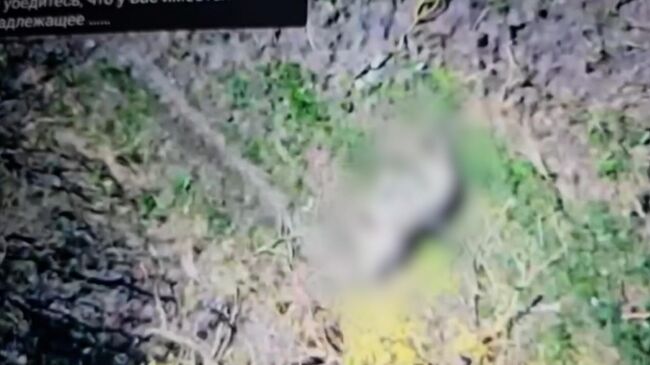 Тела военнослужащих ВСУ в районе освобожденного населенного пункта Гуево в Курской области