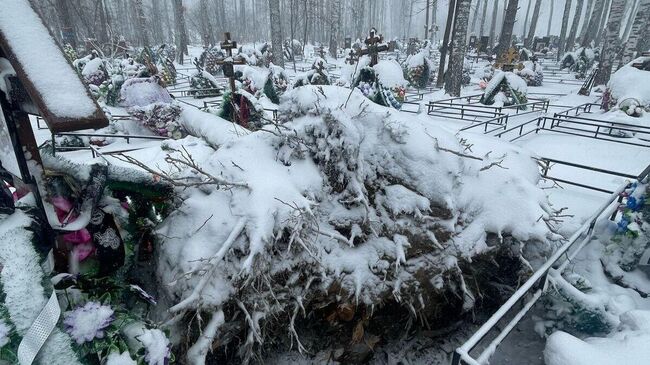 Следователями СК возбуждено уголовное дело по факту падения дерева, в результате которого погибла женщина в Новосибирской области