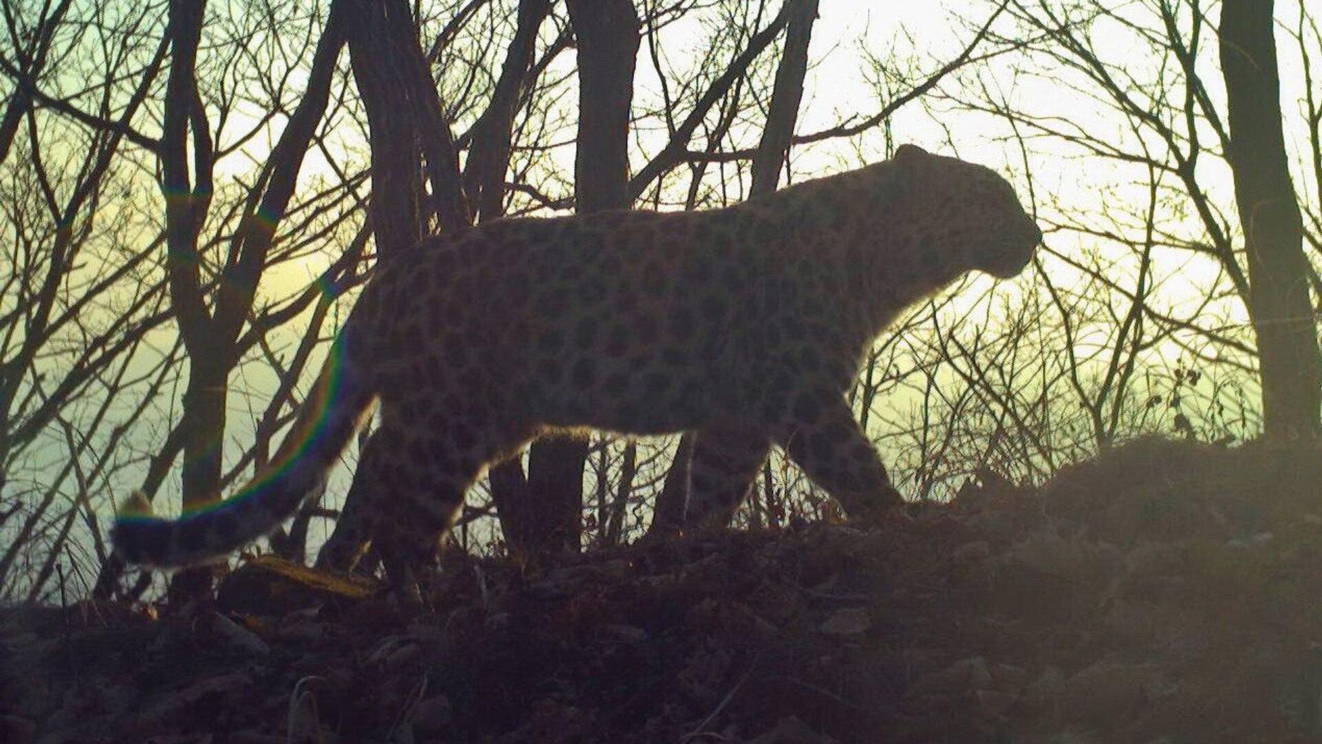 Дальневосточных леопард Мартин Фьерро Дальневосточных леопард Мартин Фьерро - РИА Новости, 1920, 21.04.2025