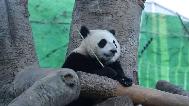 Панда Катюша 1 год и 8 месяцев