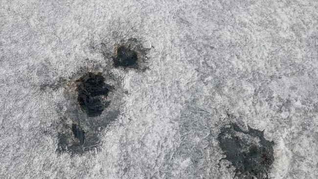 Естественный природный выброс нефти на озере Байкал