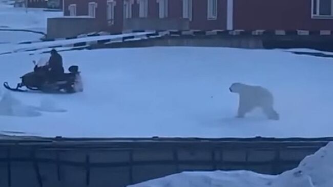 В Пирамиде на Шпицбергене мужчина спасся от белого медведя с помощью снегохода