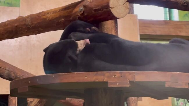 Малайские медведи в московском зоопарке