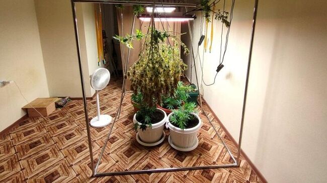 Иностранец выращивал на съемной квартире коноплю в цветочных горшках для дальнейшей продажи