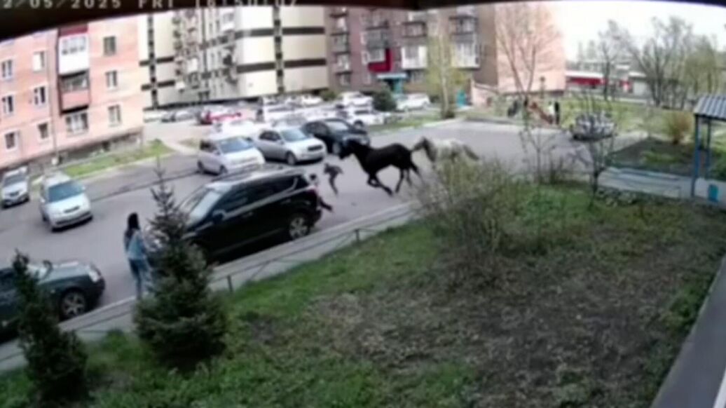 В Кузбассе конь сбил с ног семилетнюю девочку во дворе жилого дома