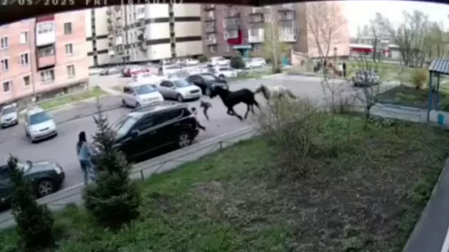 Кадры инцидента в Новокузнецке, где лошади сбили семилетнюю девочку