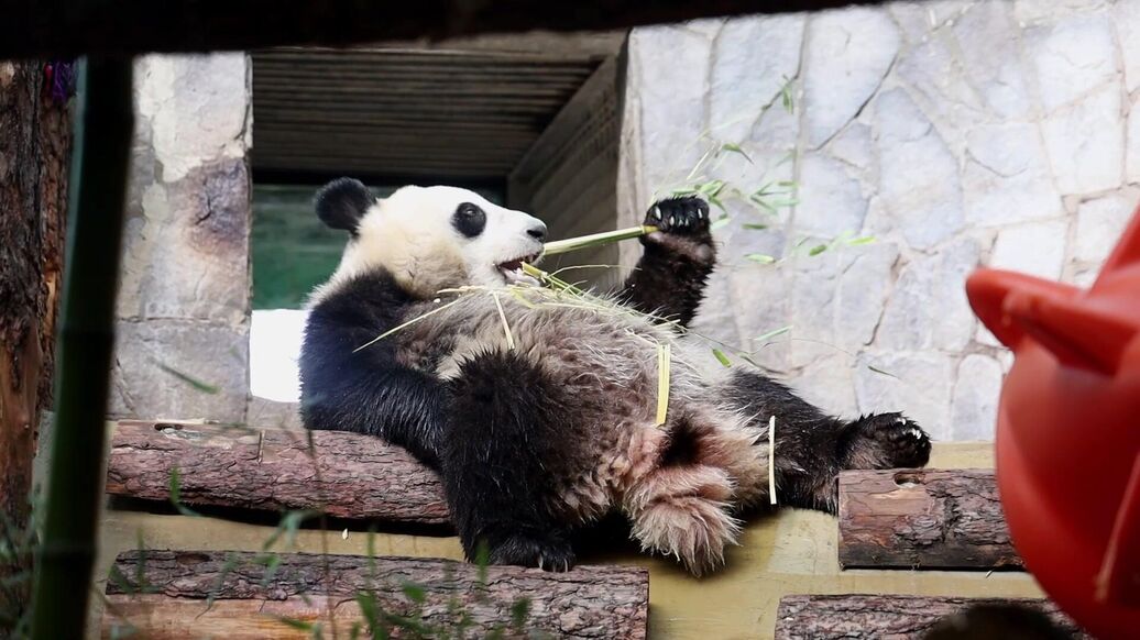 В Московском зоопарке рассказали о жизни панды Катюши