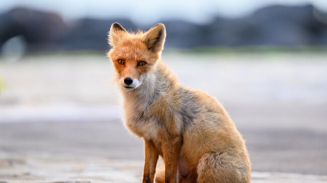 Лиса в Сахалинской области