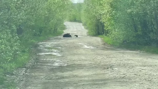 Cемья медведей в национальном парке Башкирии