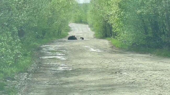 Cемья медведей в национальном парке Башкирии