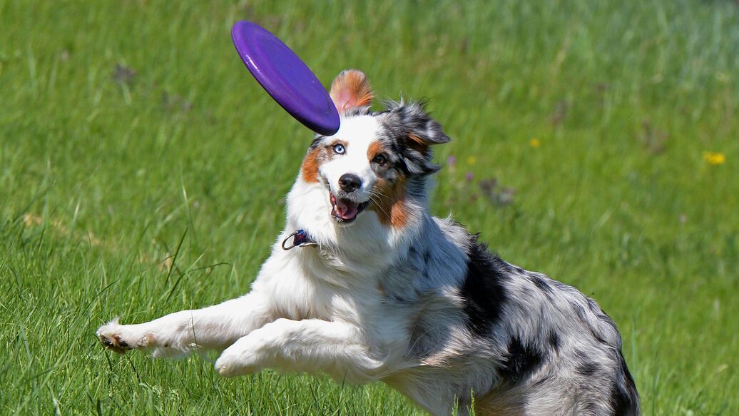 Кинолог предупредил об опасностях, связанных со сдачей собаки в аренду