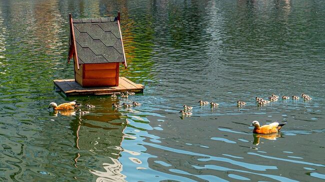 На городских водоемах установят почти 200 плавучих домиков для уток
