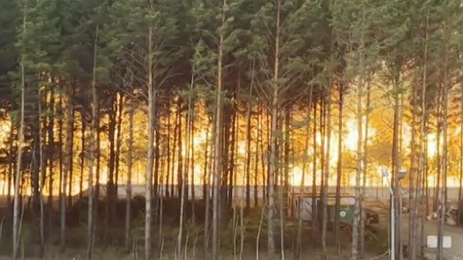 Природный пожар у населенного пункта Циолковский в Амурской области