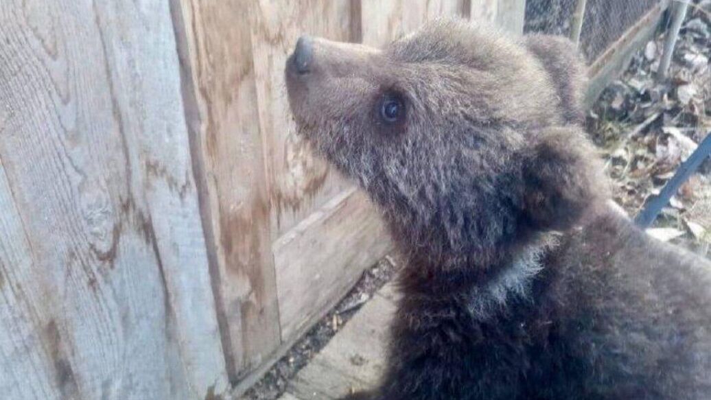 В Коми спасли истощенного медвежонка-сироту