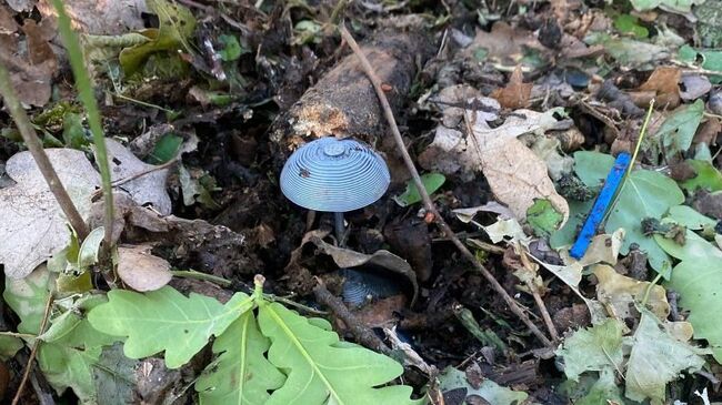 ВСУ размещают мины, похожие на грибы