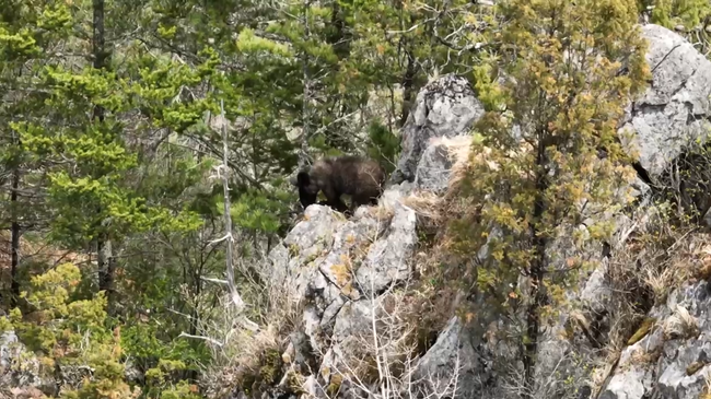 В Приморье впервые сняли видео пробуждения гималайских медведей. Кадр из видео