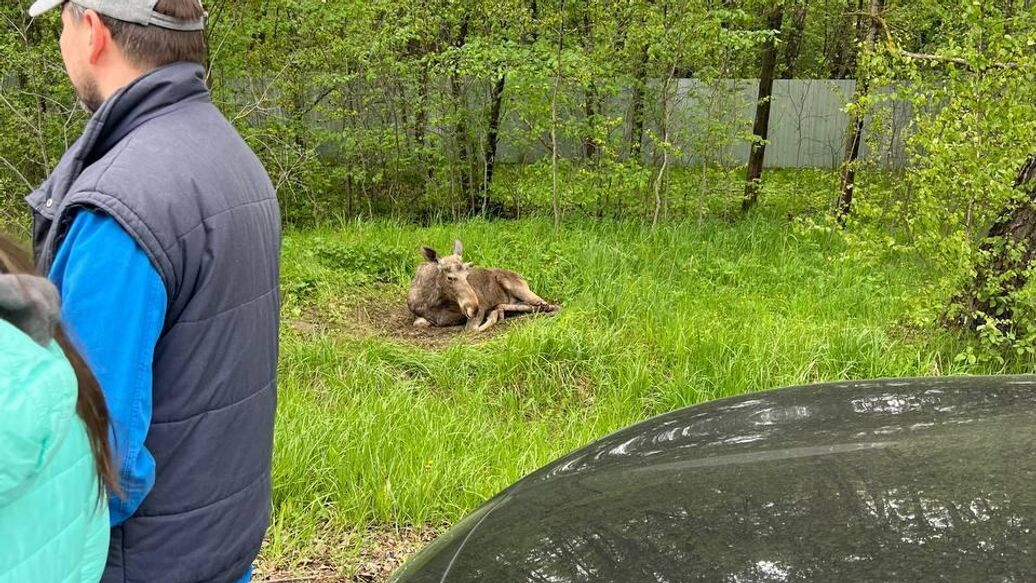 Лосенка, пострадавшего в ДТП в Подмосковье, отправят на лечение