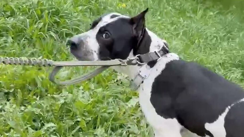 В Москве спасли собаку, которую хозяин запер одну в квартире