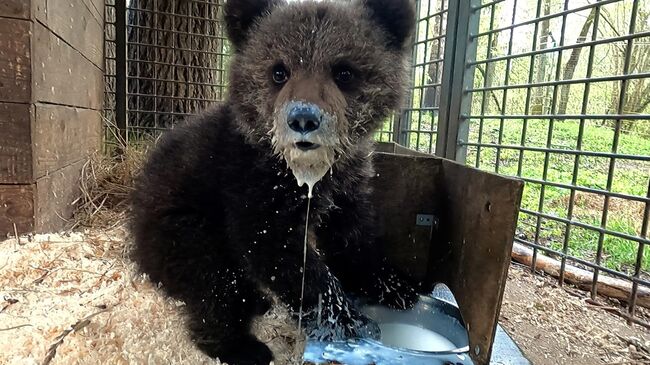 Маленькая медведица в Центре спасения медвежат-сирот в Тверской области