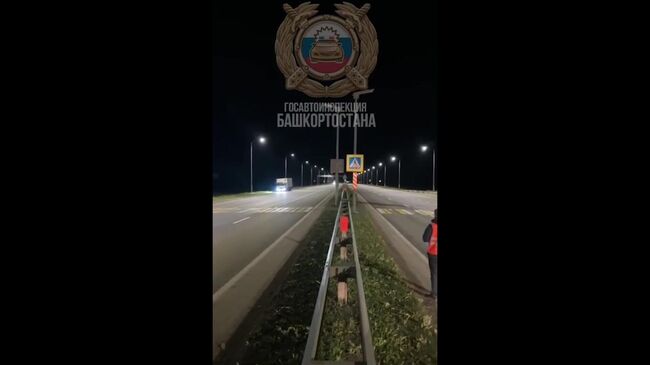 Кадры с кабаном, перебегающим трассу по пешеходному переходу в Башкирии