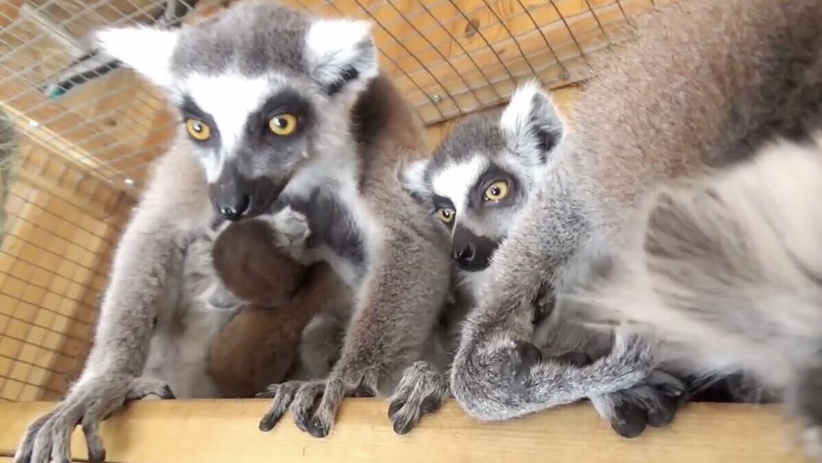 Двойня родилась у пары кошачьих лемуров в зоопарке парка миниатюр в крымском Бахчисарае - РИА Новости, 1920, 21.05.2025