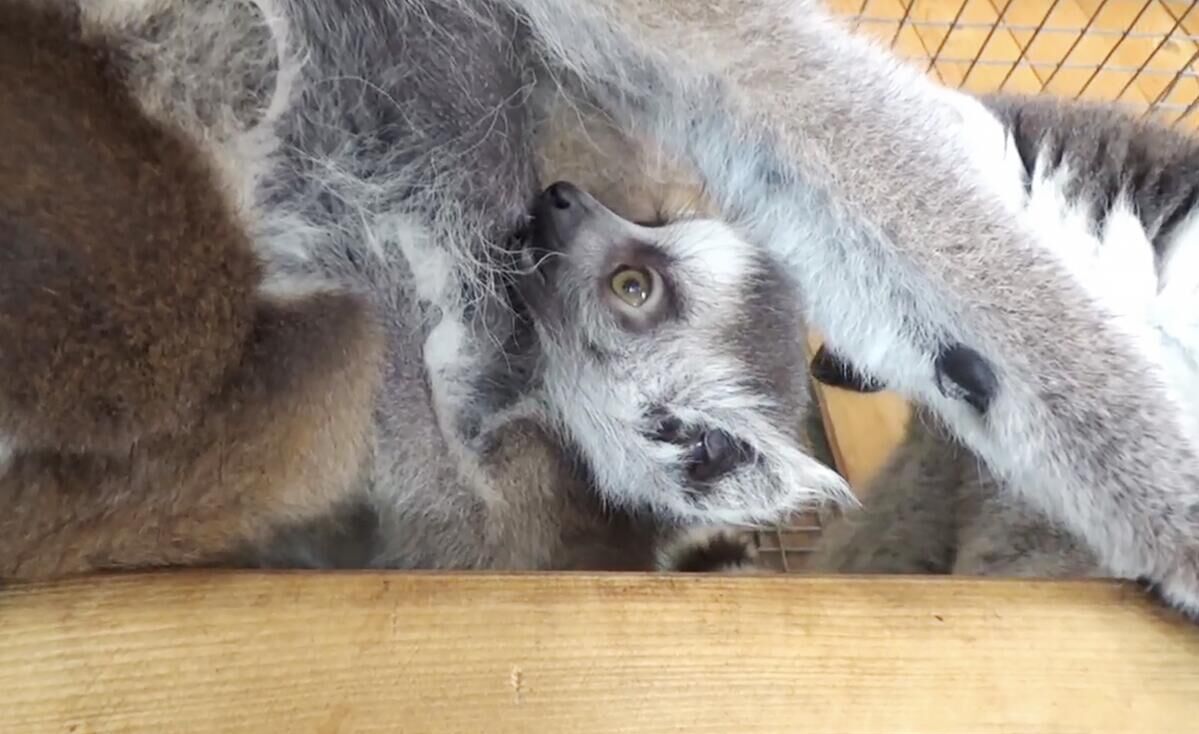 Двойня родилась у пары кошачьих лемуров в зоопарке парка миниатюр в крымском Бахчисарае - РИА Новости, 1920, 21.05.2025