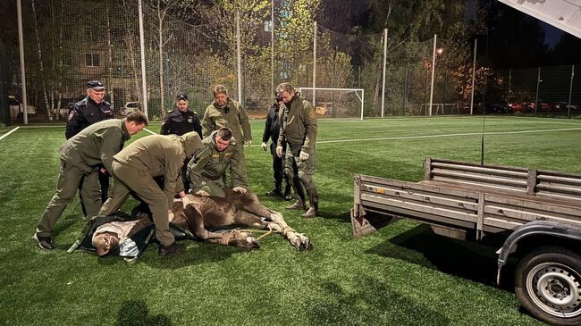 Сотрудники комитета по природопользованию оказывают помощь раненому лосю во Фрунзенском районе Санкт-Петербурга