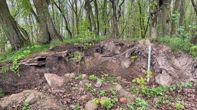 Разрушенный курганный могильник VII - IV веков до н.э. в поселке Круглово Калининградской области