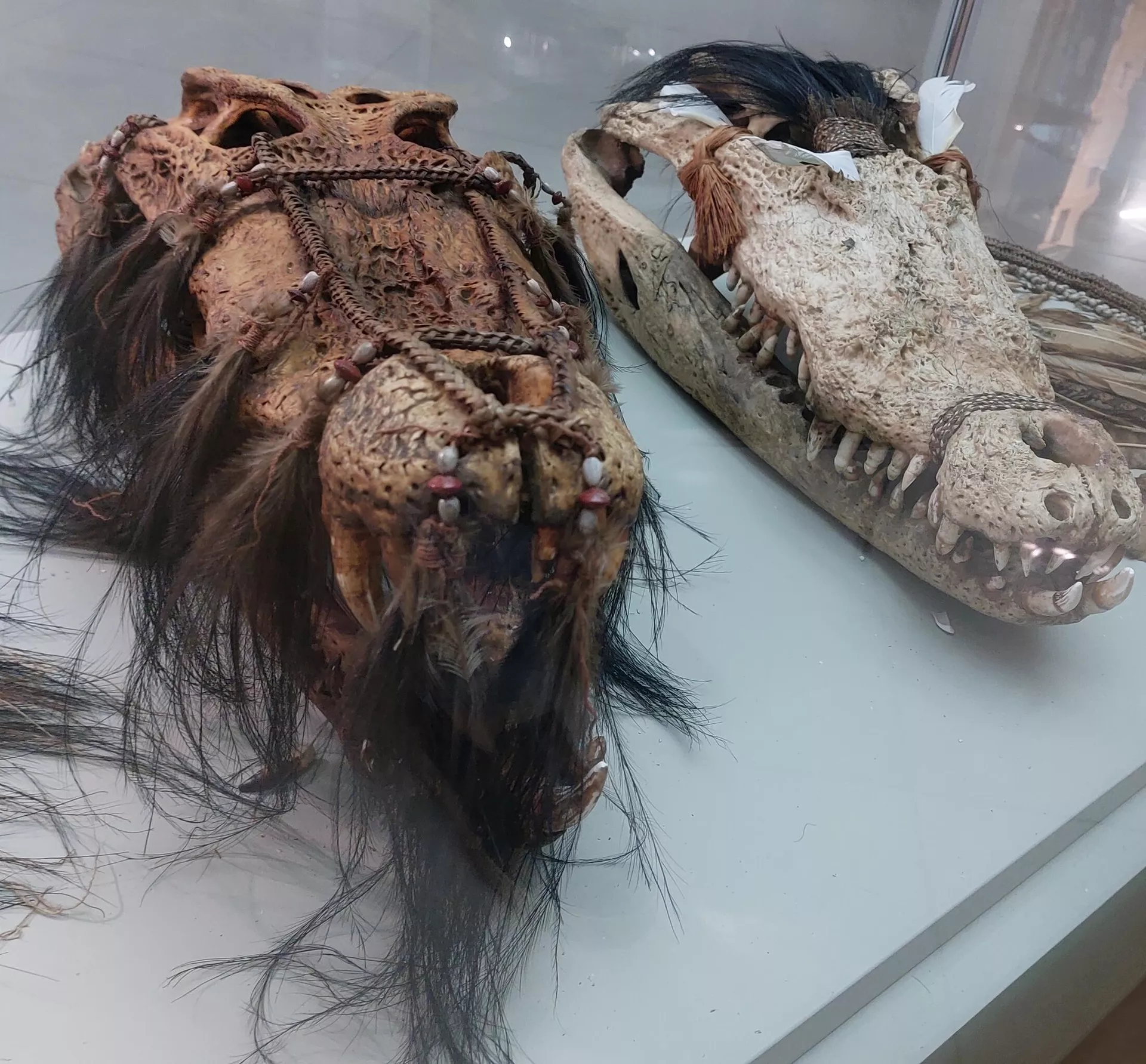 Ритуальный череп крокодила на острове Новая Гвинея - РИА Новости, 1920, 23.05.2025