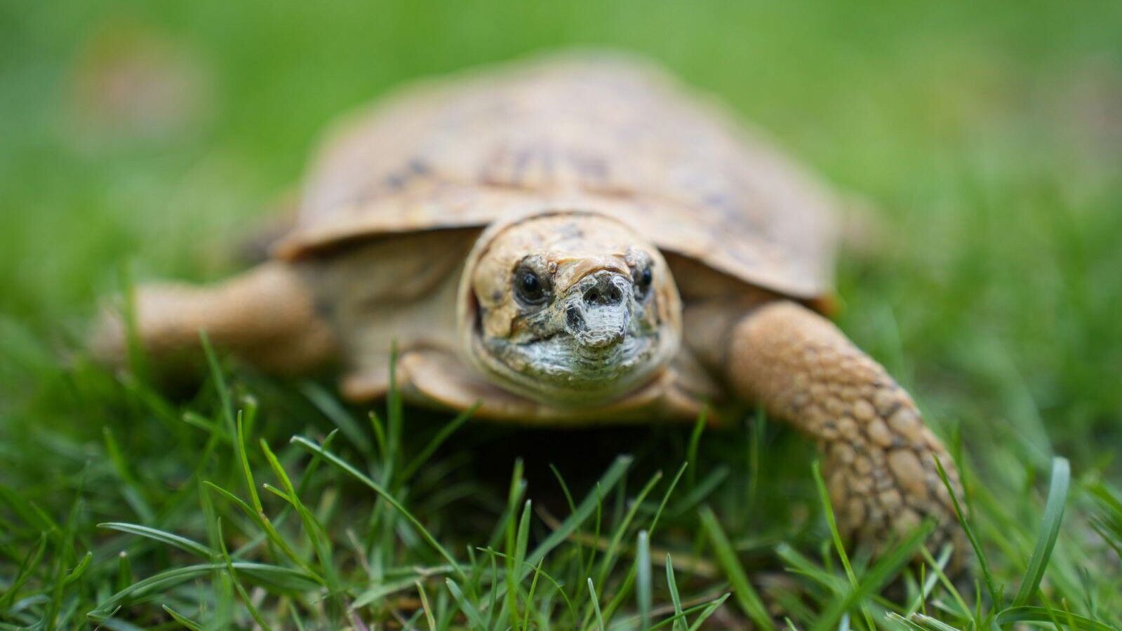 Детеныш редкой эластичной черепахи появился на свет в Московском зоопарке - РИА Новости, 1920, 24.05.2025